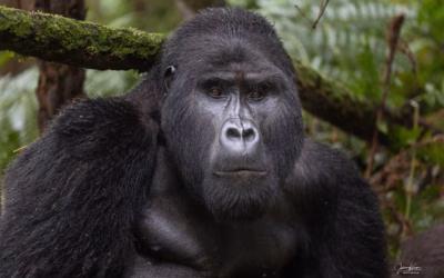 UGANDA 2026