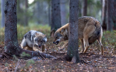 Finnland Herbst 2026